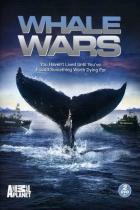 Китовые войны (2008 – ...)