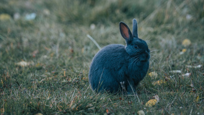 Лучшие аниме персонажи с ушками кролика