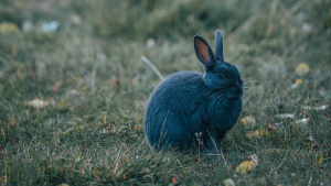Лучшие аниме персонажи с ушками кролика
